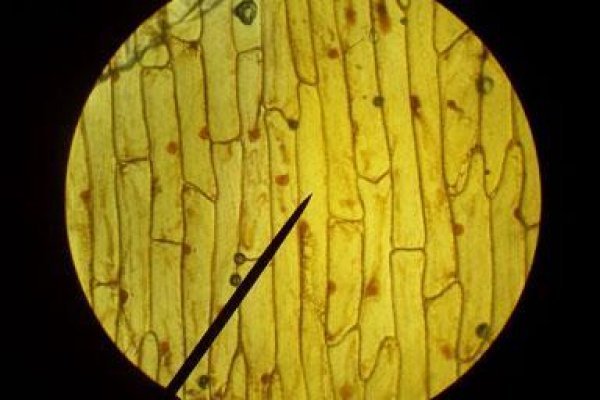 Как зарегистрироваться в kraken